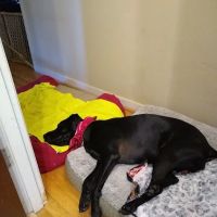 Carolina Veterinary Specialists Rock Hill ico