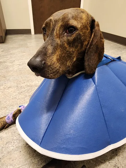 Carolina Veterinary Specialists Rock Hill Picture 7