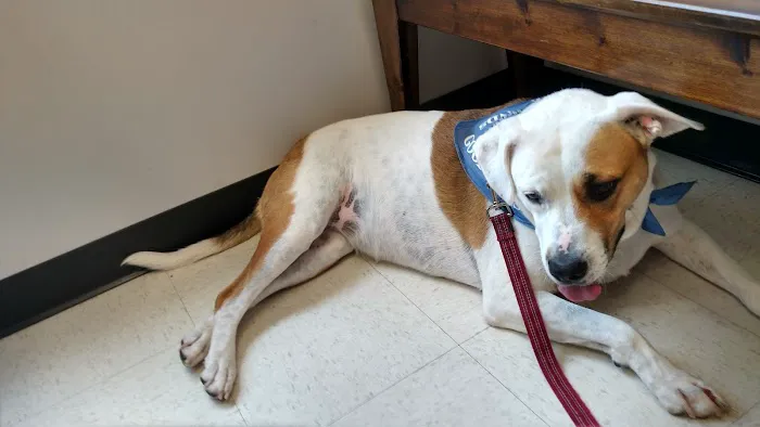 Palmetto Veterinary Medicine and Surgery-ROCK HILL Picture 1