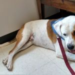 Palmetto Veterinary Medicine and Surgery-ROCK HILL