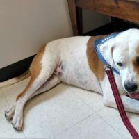 Palmetto Veterinary Medicine and Surgery-ROCK HILL ico