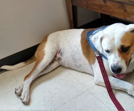 Palmetto Veterinary Medicine and Surgery-ROCK HILL