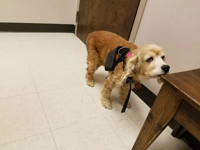 Palmetto Veterinary Medicine and Surgery-ROCK HILL Picture 4