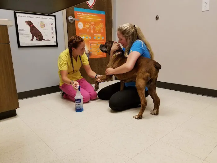 Palmetto Veterinary Medicine and Surgery-ROCK HILL Picture 9