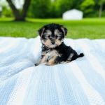 Ballantyne Veterinary Clinic