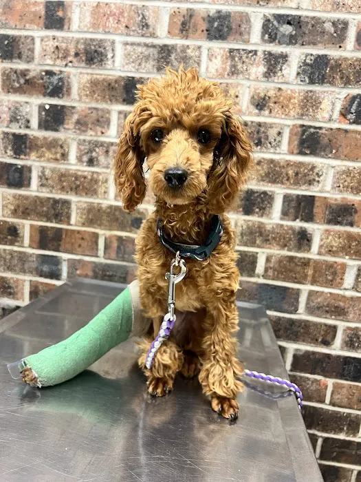 Camden Veterinary Hospital Picture 4