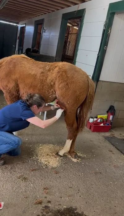 South Carolina Equine Associates Inc Picture 4
