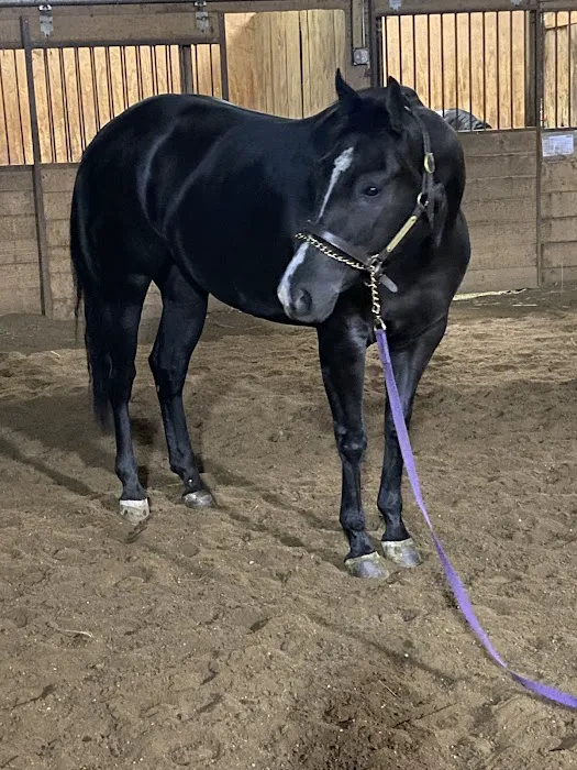 South Carolina Equine Associates Inc Picture 8