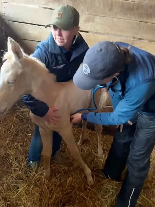 South Carolina Equine Associates Inc Picture 7