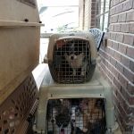 Chester Veterinary Clinic