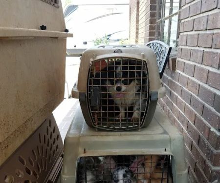 Chester Veterinary Clinic