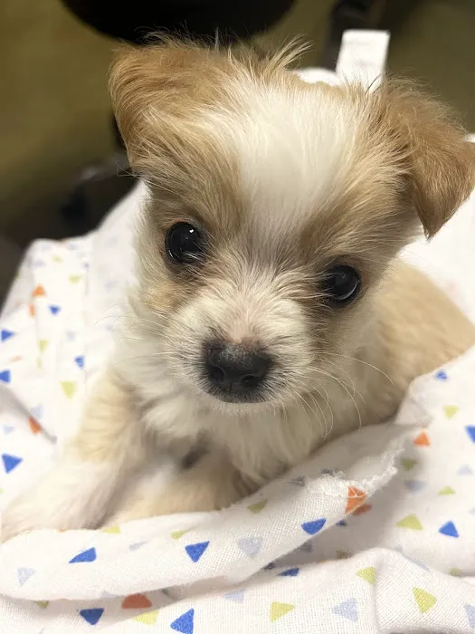 Cape Fear Animal Hospital Picture 8