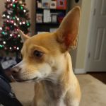 Cape Fear Animal Hospital: Wheeler Renee DVM