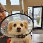 Animal Hospital of Fayetteville