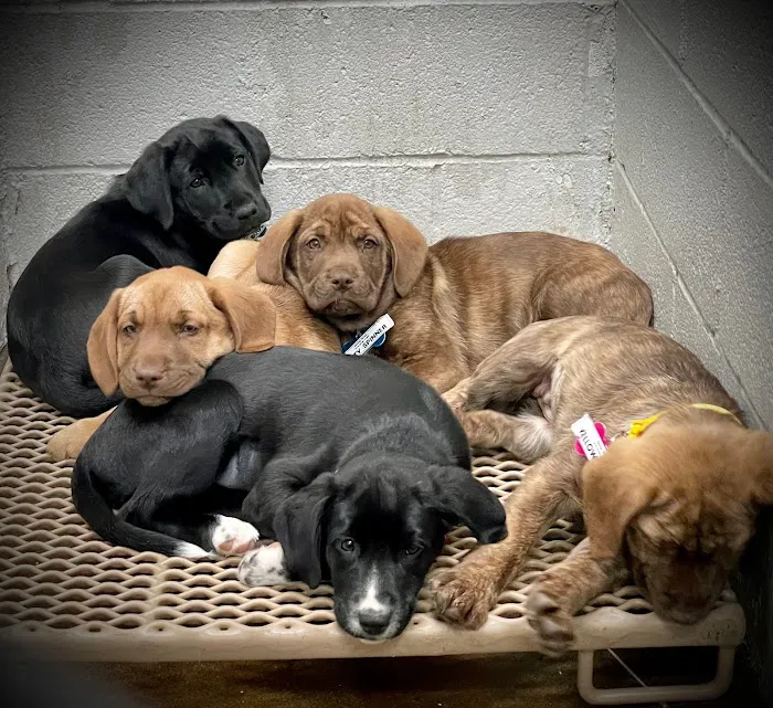 Spay/Neuter Veterinary Clinic of the Sandhills Picture 4