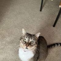 Cross Creek Animal Hospital ico