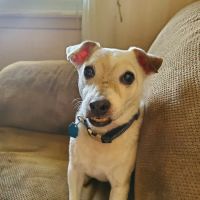 Riverside Animal Hospital ico