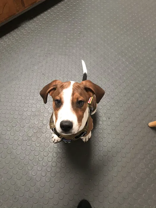 Rim Road Animal Hospital Picture 1