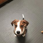 Rim Road Animal Hospital