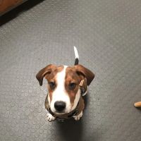 Rim Road Animal Hospital ico