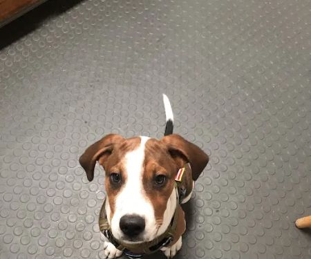 Rim Road Animal Hospital