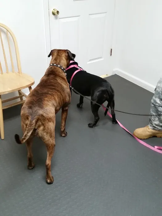 Rim Road Animal Hospital Picture 5