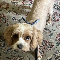 PetVet Vaccination Clinic ico