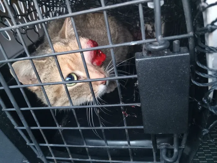 Hope Mills Road Animal Hospital Picture 8