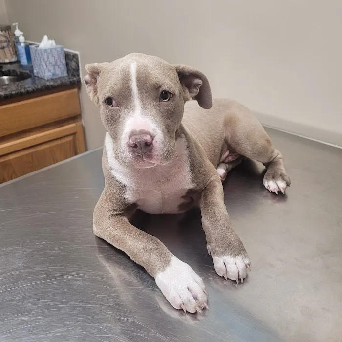 Hope Mills Road Animal Hospital Picture 10
