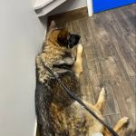 Highland Animal Hospital: Bostic Berry DVM