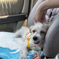 Highland Animal Hospital ico