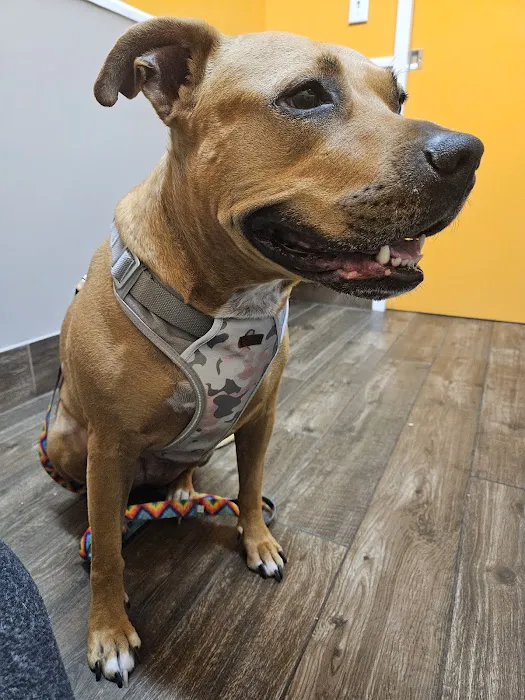 Highland Animal Hospital Picture 2