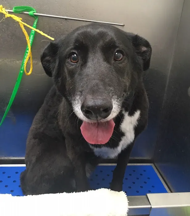 Academy Pet Hospital Picture 1
