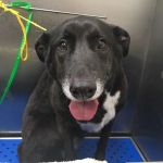 Academy Pet Hospital