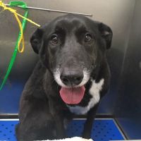 Academy Pet Hospital ico