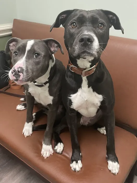 Academy Pet Hospital Picture 4