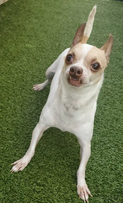 Academy Pet Hospital Picture 9