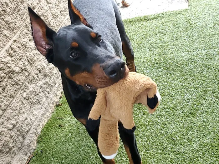 Academy Pet Hospital Picture 10