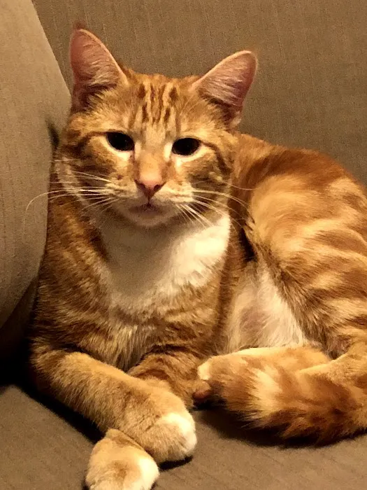 Pisgah Pet Care Animal Hospital Picture 3