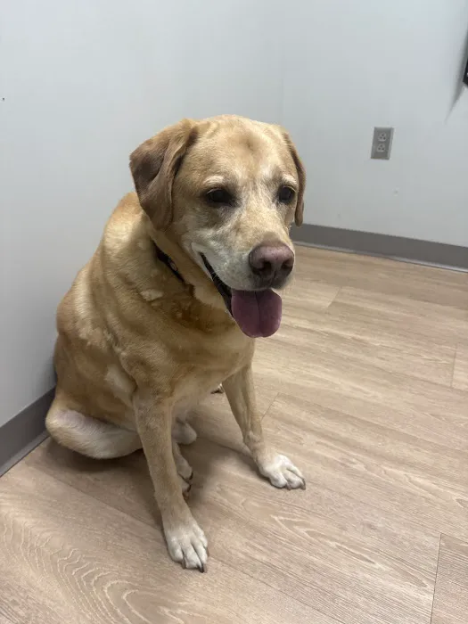 Thornblade Animal Hospital Picture 1
