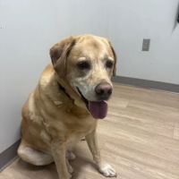 Thornblade Animal Hospital ico