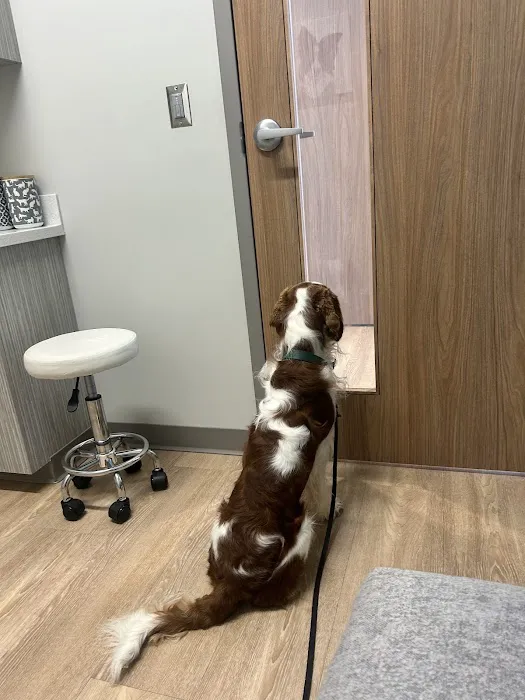 Thornblade Animal Hospital Picture 10