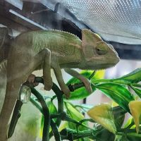 Banfield Pet Hospital ico