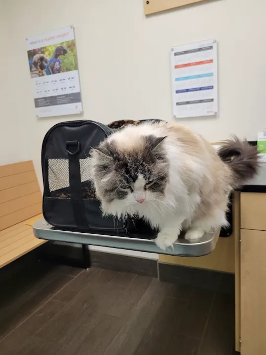Banfield Pet Hospital Picture 4