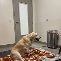 Veterinary Emergency Group ico