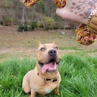 All Creatures Great and Small Animal Hospital ico