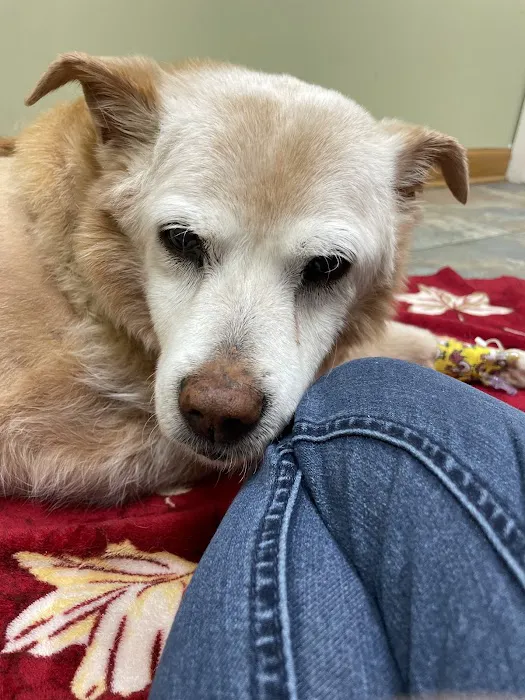All Creatures Great and Small Animal Hospital Picture 6