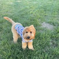 Paris Mountain Animal Hospital ico