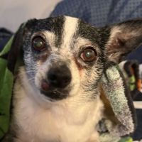 Poinsett Animal Hospital ico