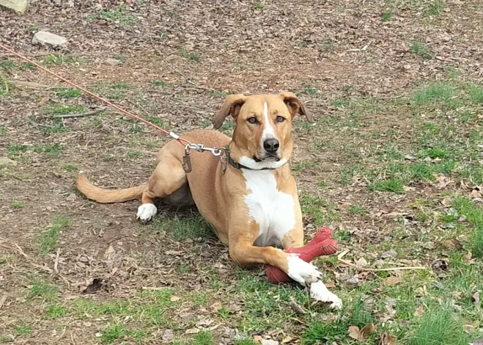 Poinsett Animal Hospital Picture 7
